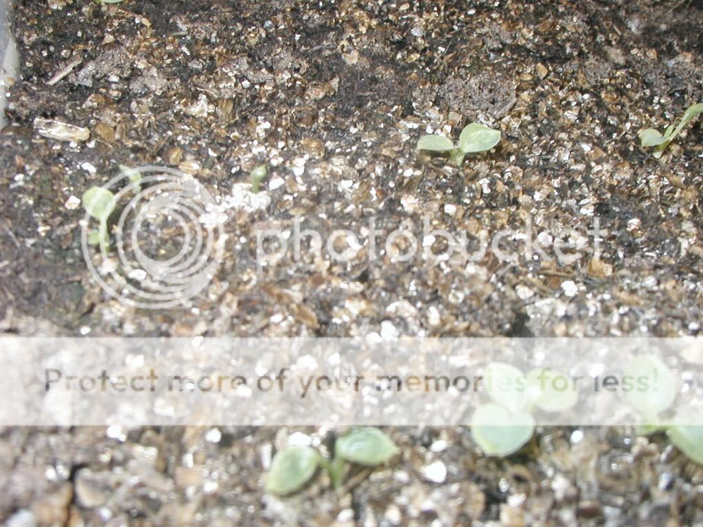 Hosta Young Seedlings
